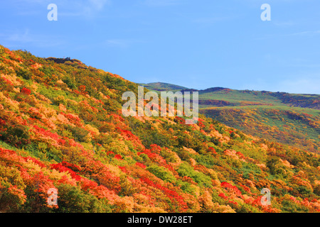 Blätter im Herbst Stockfoto