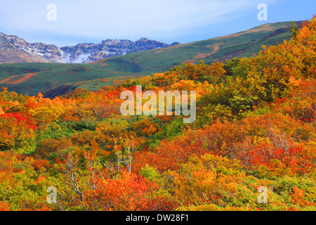 Blätter im Herbst Stockfoto