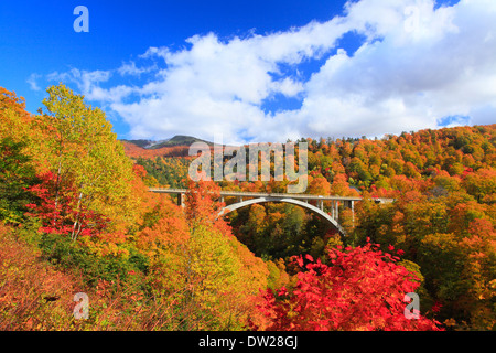 Blätter im Herbst Stockfoto