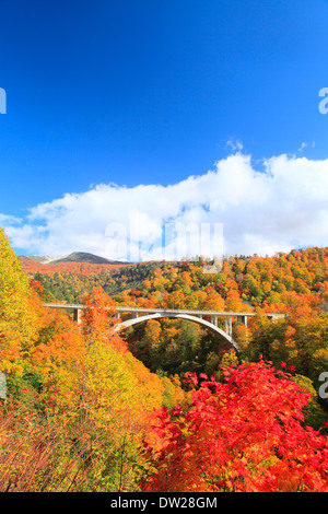 Blätter im Herbst Stockfoto