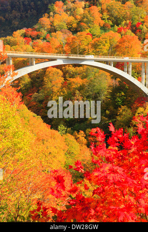 Blätter im Herbst Stockfoto