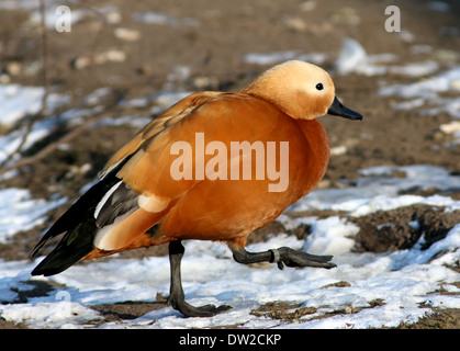 Ruddy Brandgans (Tadorna Ferruginea) Wandern im Schnee im Winter-Einstellung Stockfoto