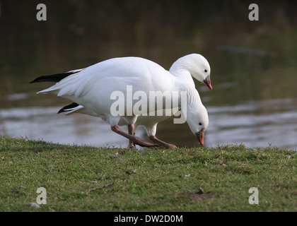 Zwei Schneegänse (Chen Caerulescens) auf Nahrungssuche Stockfoto