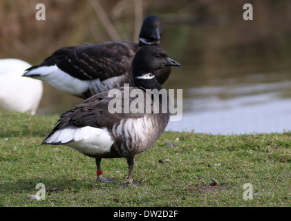 Dunkel-bellied Brent Goose (Branta Bernicla) Nahaufnahme Stockfoto