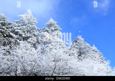 Rimed Bäume Stockfoto