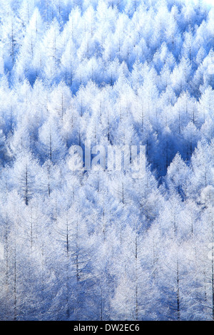 Rimed Bäume Stockfoto