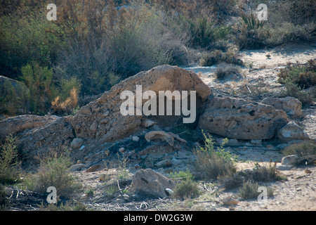 Negev-Wüste, Wadi Zin Wüste Zin, Israel Stockfoto