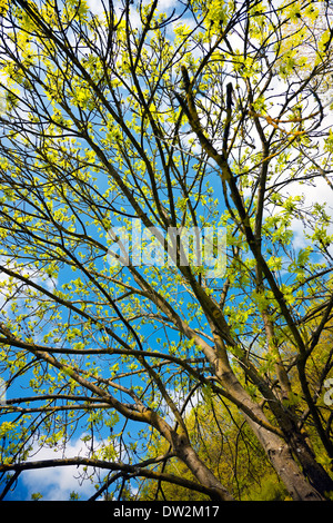 Baum Frühling Stockfoto