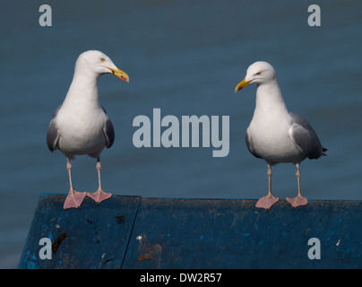 Zwei Silbermöwen, Larus Argentatus Stand auf dem Dach, Cornwall, UK Stockfoto