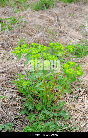 Sonne Wolfsmilch Euphorbia Helioscopia auf einem Feldrand wachsen. Stockfoto