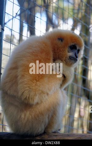 Die gelb-cheeked Gibbon (Nomascus Gabriellae). Stockfoto