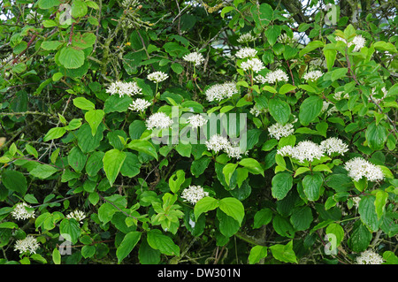 Hartriegel Cornus sanguineaund in voller Blüte in eine Hecke. Stockfoto