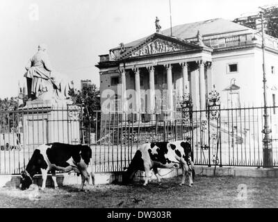 Kriegsende in Berlin 1945 - Blick auf die schwer beschädigte Staatsoper unter den Linden von der Humboldt-Universität, wo zwei Kühe im Hof grasen. Fotoarchiv für Zeitgeschichtee - KEIN KABELDIENST Stockfoto