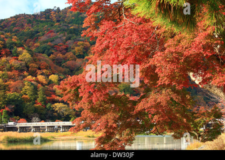 Blätter im Herbst Stockfoto