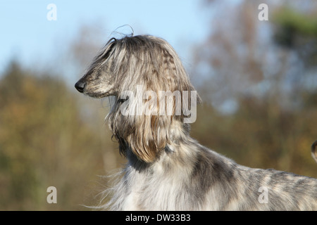 Afghan Hound Dog / Erwachsene Porträt Stockfoto