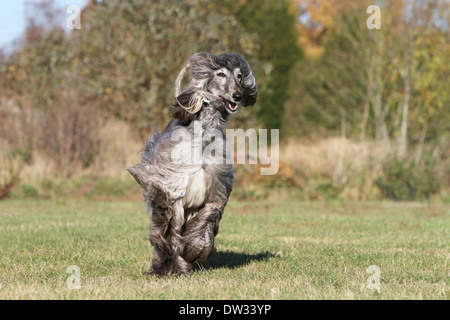 Afghan Hound Dog / Erwachsene laufen auf einer Wiese Stockfoto