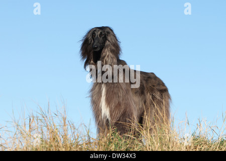 Afghan Hound Dog / Erwachsenen stehen auf einer Wiese Stockfoto
