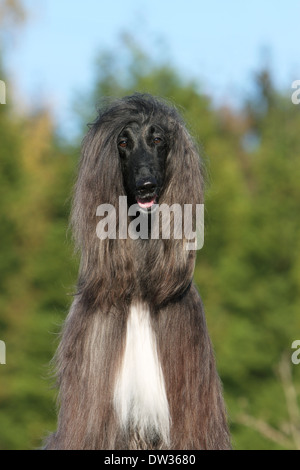 Afghan Hound Dog / Erwachsene Porträt Stockfoto