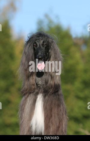 Afghan Hound Dog / Erwachsene Porträt Stockfoto