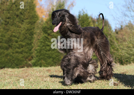 Afghan Hound Dog / Erwachsene zu Fuß auf einer Wiese Stockfoto