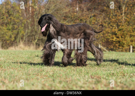 Afghan Hound Dog / Erwachsene zu Fuß auf einer Wiese Stockfoto