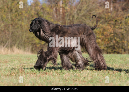 Afghan Hound Dog / Erwachsene zu Fuß auf einer Wiese Stockfoto