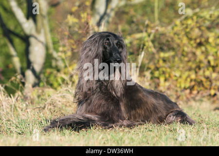 Afghan Hound Dog / Erwachsene in einer Wiese liegen Stockfoto