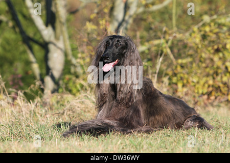 Afghan Hound Dog / Erwachsene in einer Wiese liegen Stockfoto