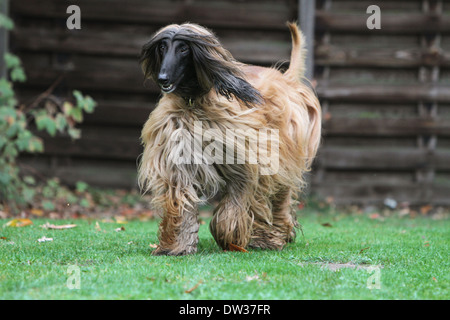 Afghan Hound Dog / Erwachsene zu Fuß auf einer Wiese Stockfoto