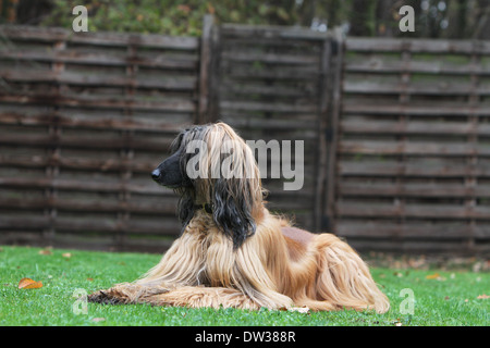 Afghan Hound Dog / Erwachsene liegen in einem Garten Stockfoto