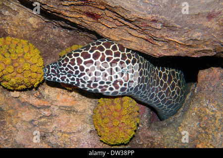 Waben Sie-Muräne (Gymnothorax Favagineus) Rotes Meer, Ägypten Stockfoto