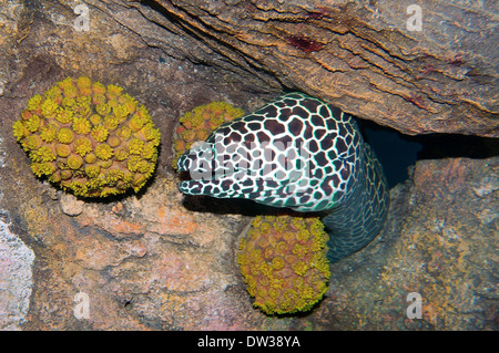 Waben Sie-Muräne (Gymnothorax Favagineus) Rotes Meer, Ägypten Stockfoto