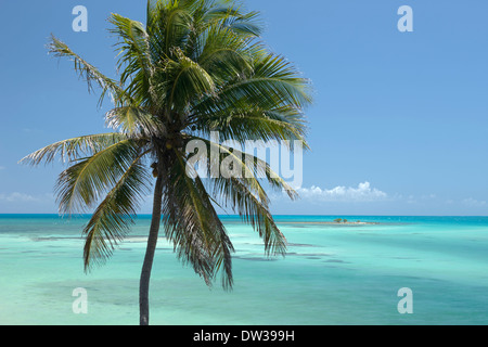 SINGLE PALM TREE SANDSPUR STRAND BAHIA HONDA STATE PARK BAHIA HONDA KEY FLORIDA USA Stockfoto