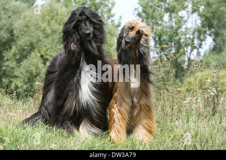Afghan Hound Dog / zwei Erwachsene (verschiedene Farben) stehen auf einer Wiese Stockfoto