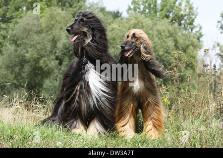 Afghan Hound Dog / zwei Erwachsene (verschiedene Farben) stehen auf einer Wiese Stockfoto