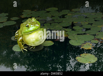 Kommunikation-Skills-Konzept als einen grünen Frosch Geräusche mit seiner Kehle, liegend auf einem Lotusblatt in einem natürlichen Süßwasser Teich ein Stockfoto