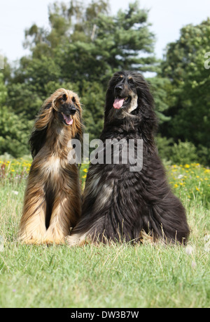 Afghan Hound Dog / zwei Erwachsene (verschiedene Farben) sitzen auf einer Wiese Stockfoto