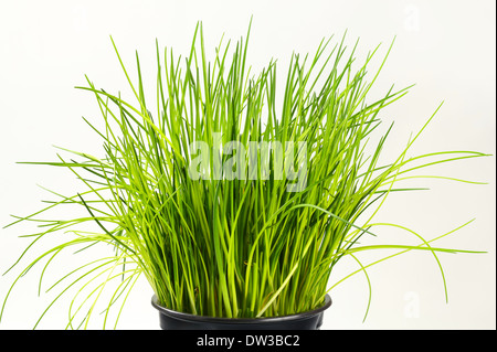 Büschel Schnittlauch im Topf Stockfoto