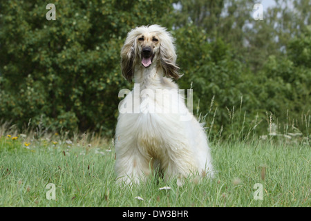 Afghan Hound Dog / Erwachsene sitzen auf einer Wiese Stockfoto