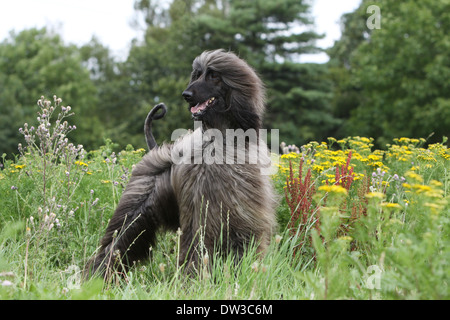 Afghan Hound Dog / Erwachsenen stehen auf einer Wiese Stockfoto