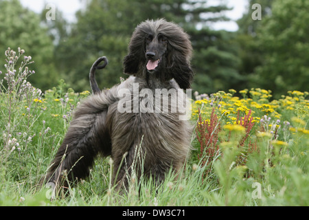 Afghan Hound Dog / Erwachsenen stehen auf einer Wiese Stockfoto