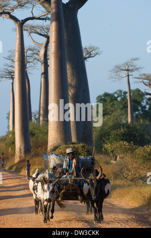 Zebu-Wagen auf der Durchreise Avenue des Baobabs (Allee der Baobabs), in der Nähe von Morondava, Madagaskar Stockfoto