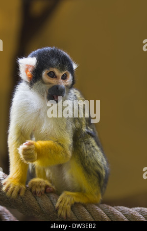 Eichhörnchen oder Schädel Affe sitzt auf Seil Stockfoto