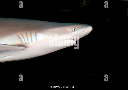 Schwarzspitzen Hai (Carcharhinus Limbatus) Nacht Tauchen, Rotes Meer, Ägypten Stockfoto