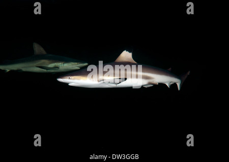 Schwarzspitzen Hai (Carcharhinus Limbatus) Nacht Tauchen, Rotes Meer, Ägypten Stockfoto