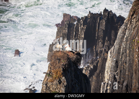 Störche auf einem Felsen an der westlichen Küste von Portugal. Horizontalen Schuss Stockfoto