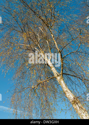 SILVER BIRCH TREE im Herbst gegen blauen Himmel England UK Stockfoto