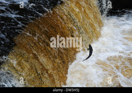 Atlantischer Lachs (Salmo salar), Erwachsener aufspringend Stainforth Kraft auf dem Fluss Ribble in den Yorkshire Dales National Park. Stockfoto