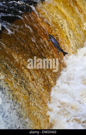 Atlantischer Lachs (Salmo salar), Erwachsener aufspringend Stainforth Kraft auf dem Fluss Ribble in den Yorkshire Dales National Park. Stockfoto