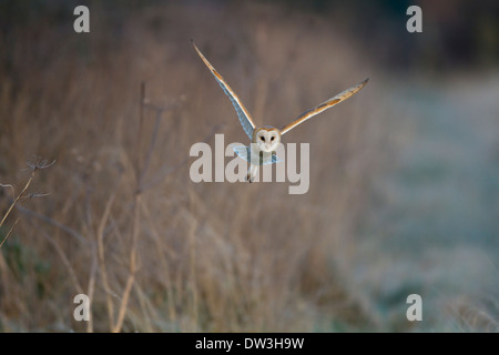 Schleiereule (Tyto Alba), Erwachsenen Jagd über grobe Grünland am Pilling Moss, Lancashire. Dezember. Stockfoto